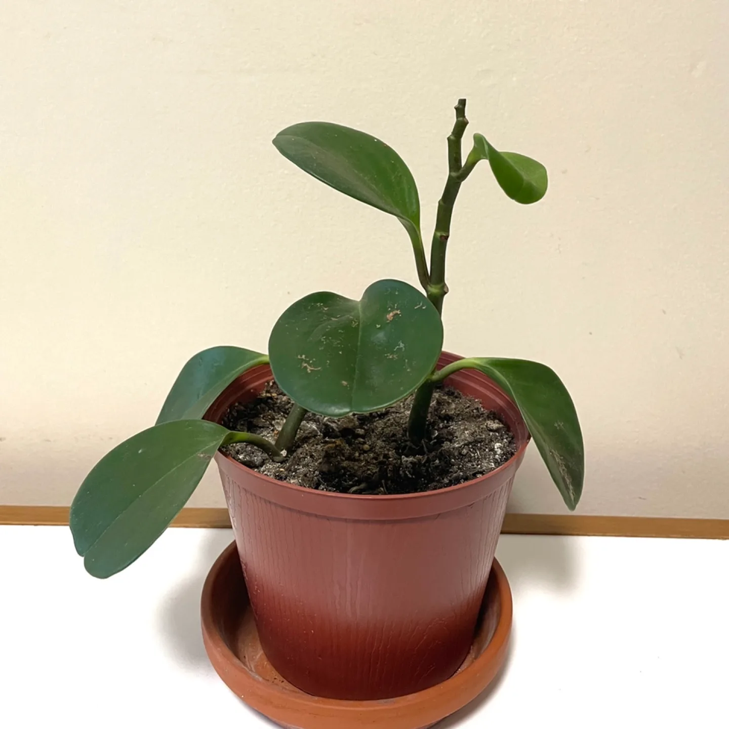 Baby rubber plant thumbnail