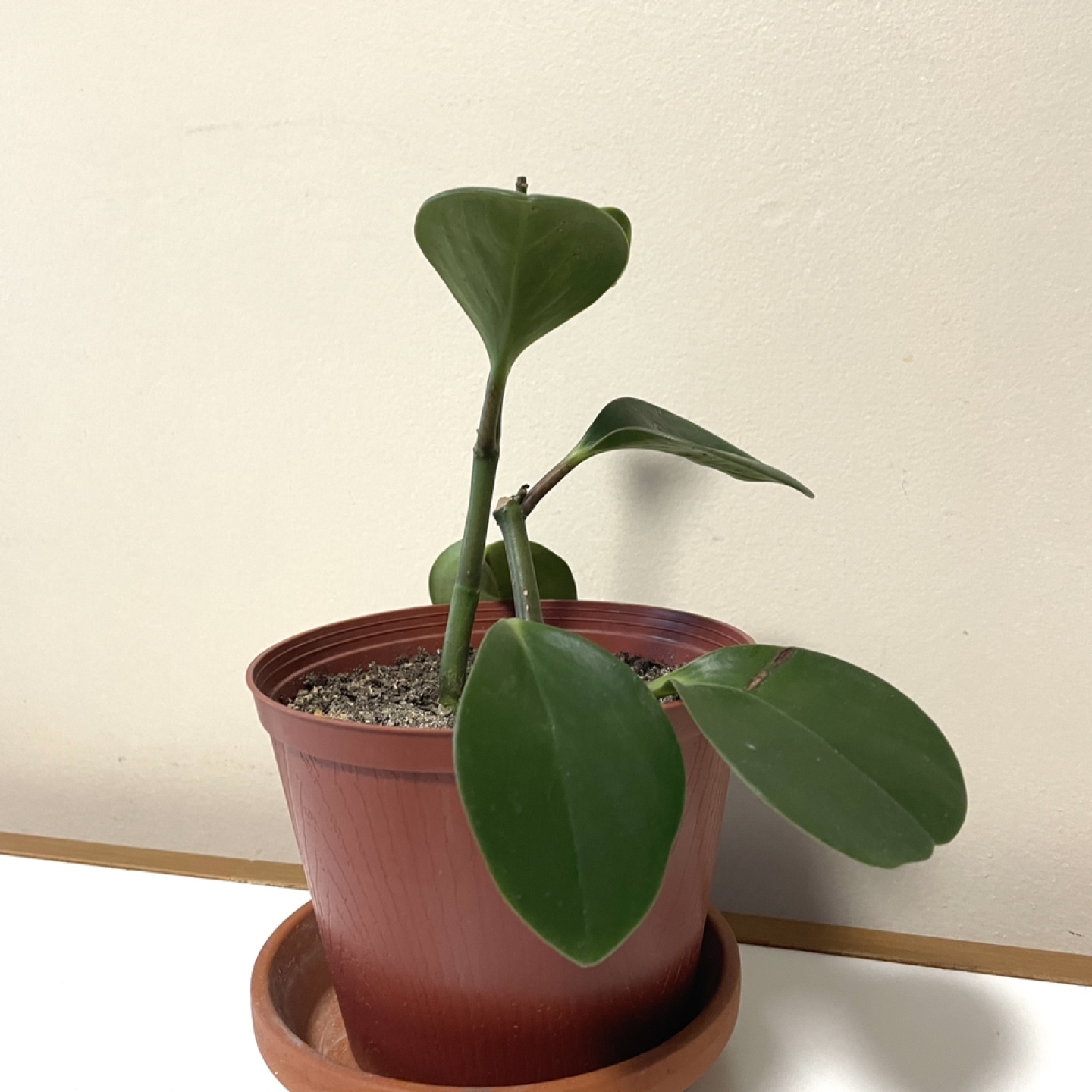 Baby rubber plant - photo 2