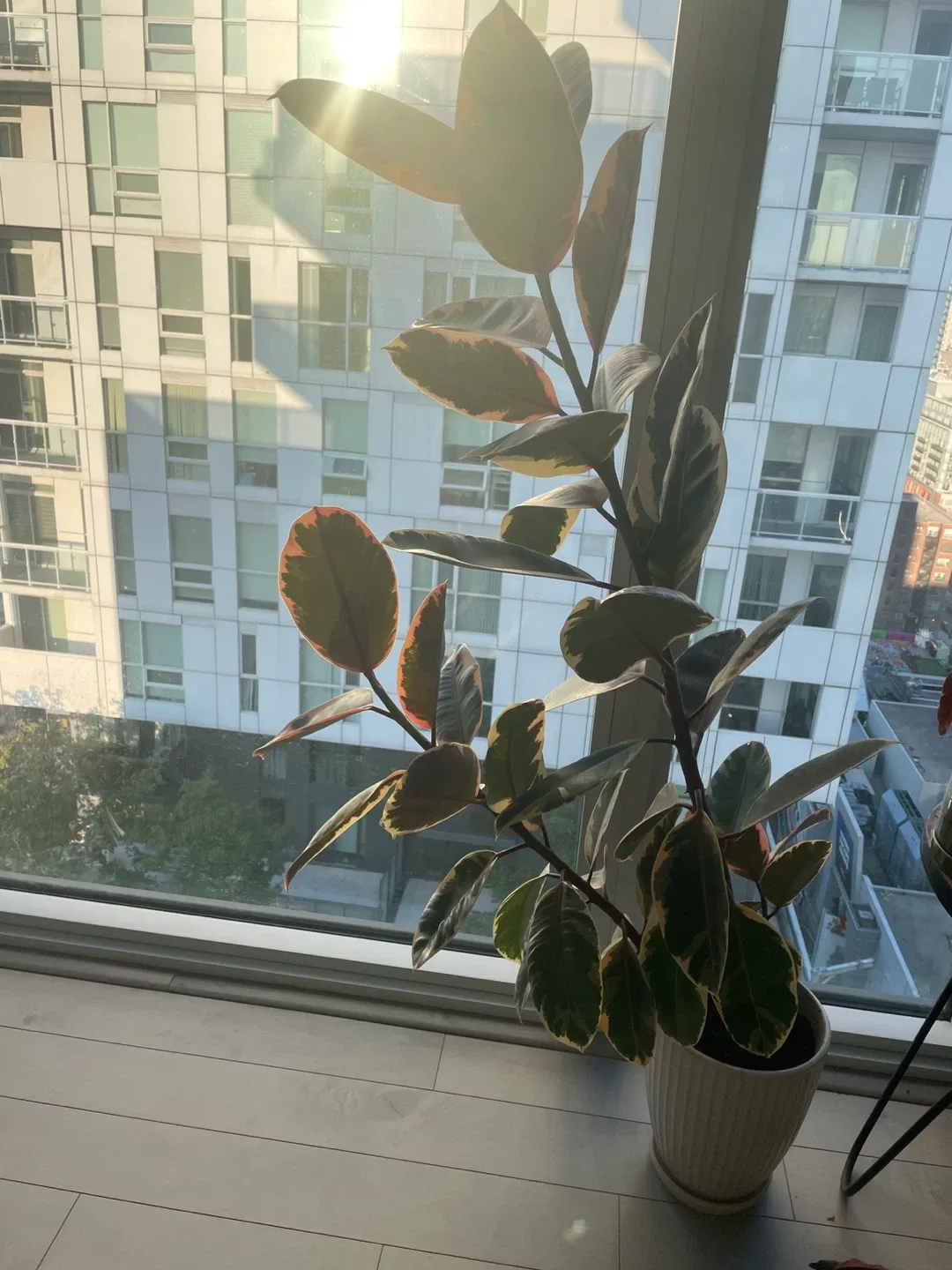 Rubber plant with Cream Ceramic Pot thumbnail