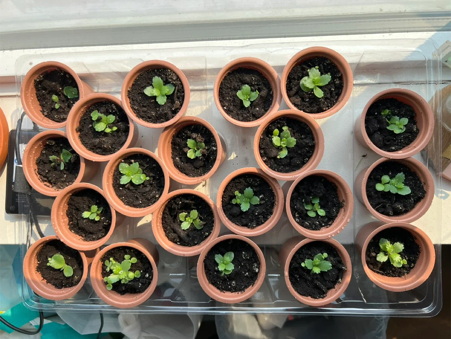 Mother of Thousands Plant BABIES image indicator(2)