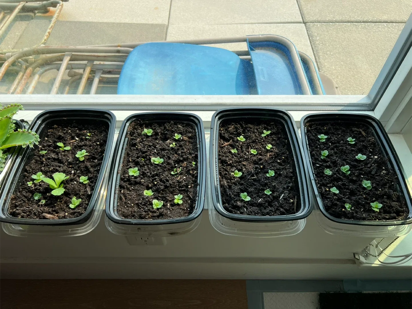 Mother of Thousands Plant BABIES image indicator(3)