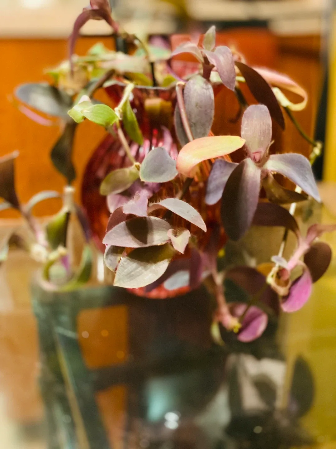 Red Glass Vase with Plant image indicator(2)