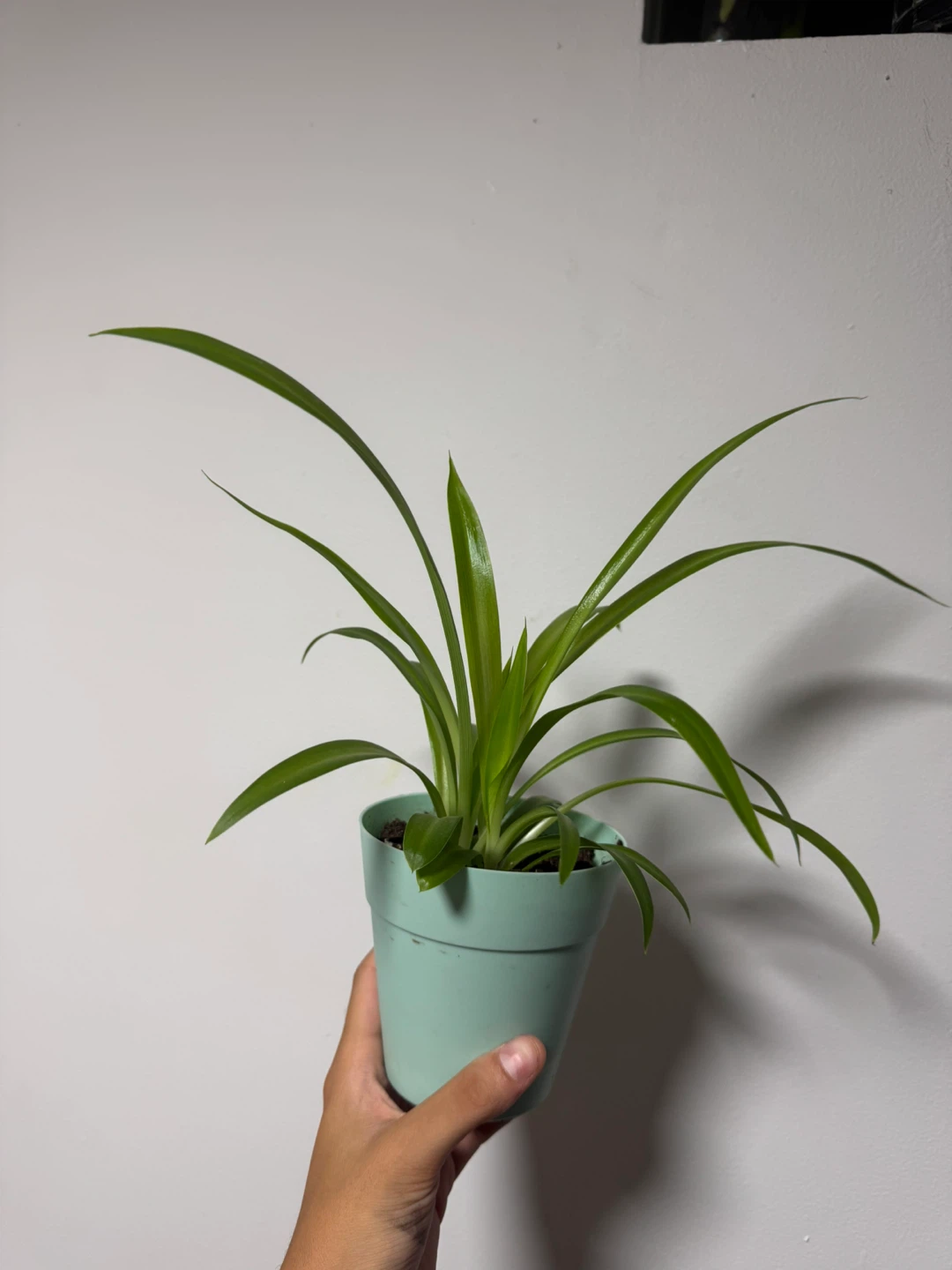 Spider plants for sale 🥕