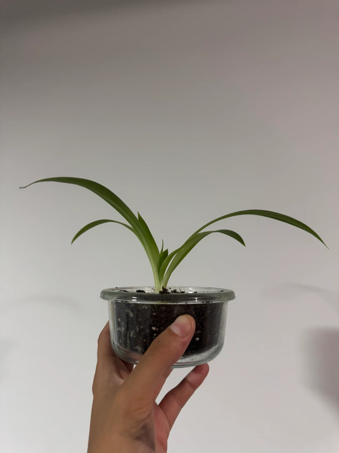 Spider plants for sale 🥕 - photo 3