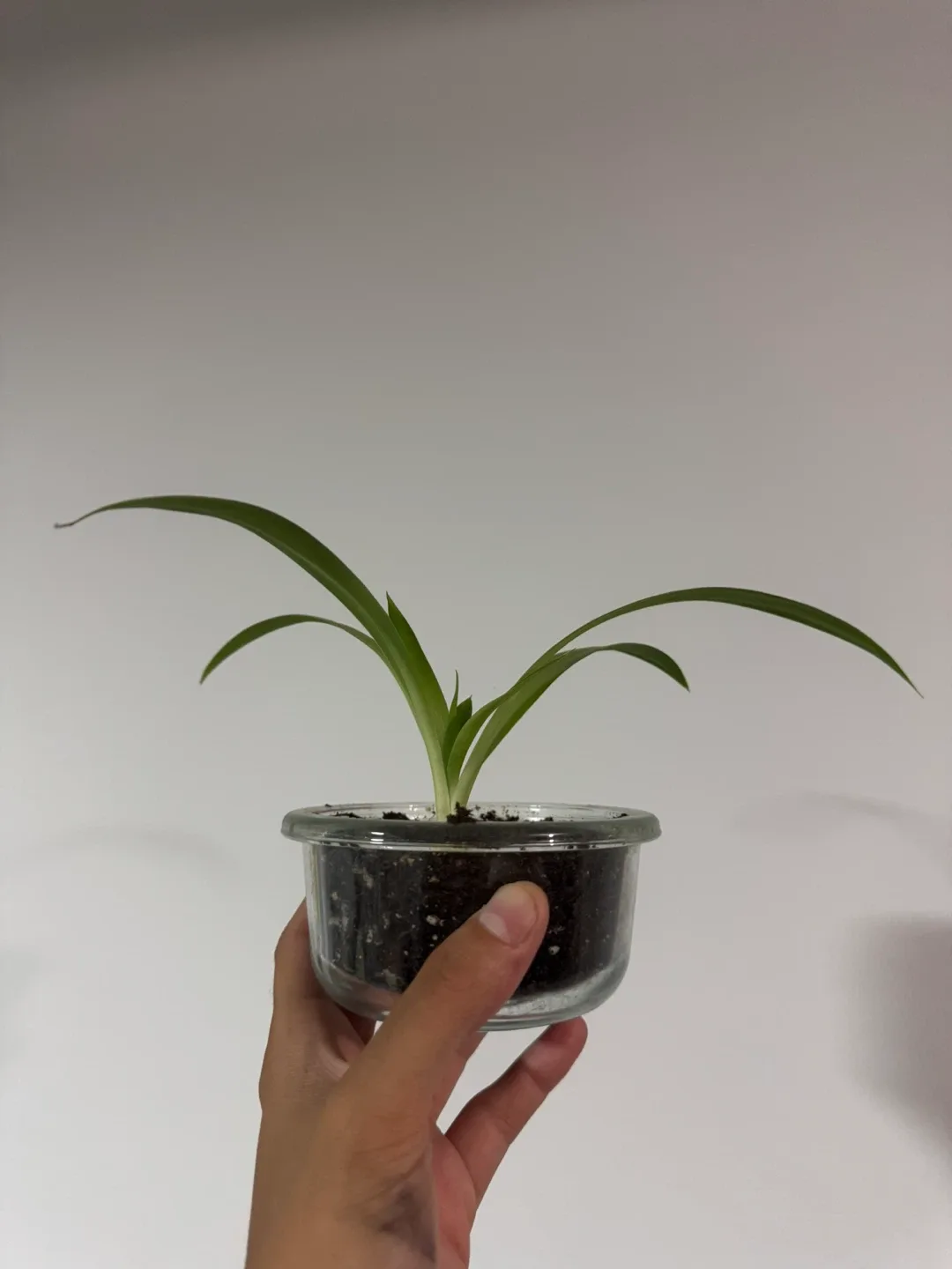 Spider plants for sale 🥕 image indicator(4)