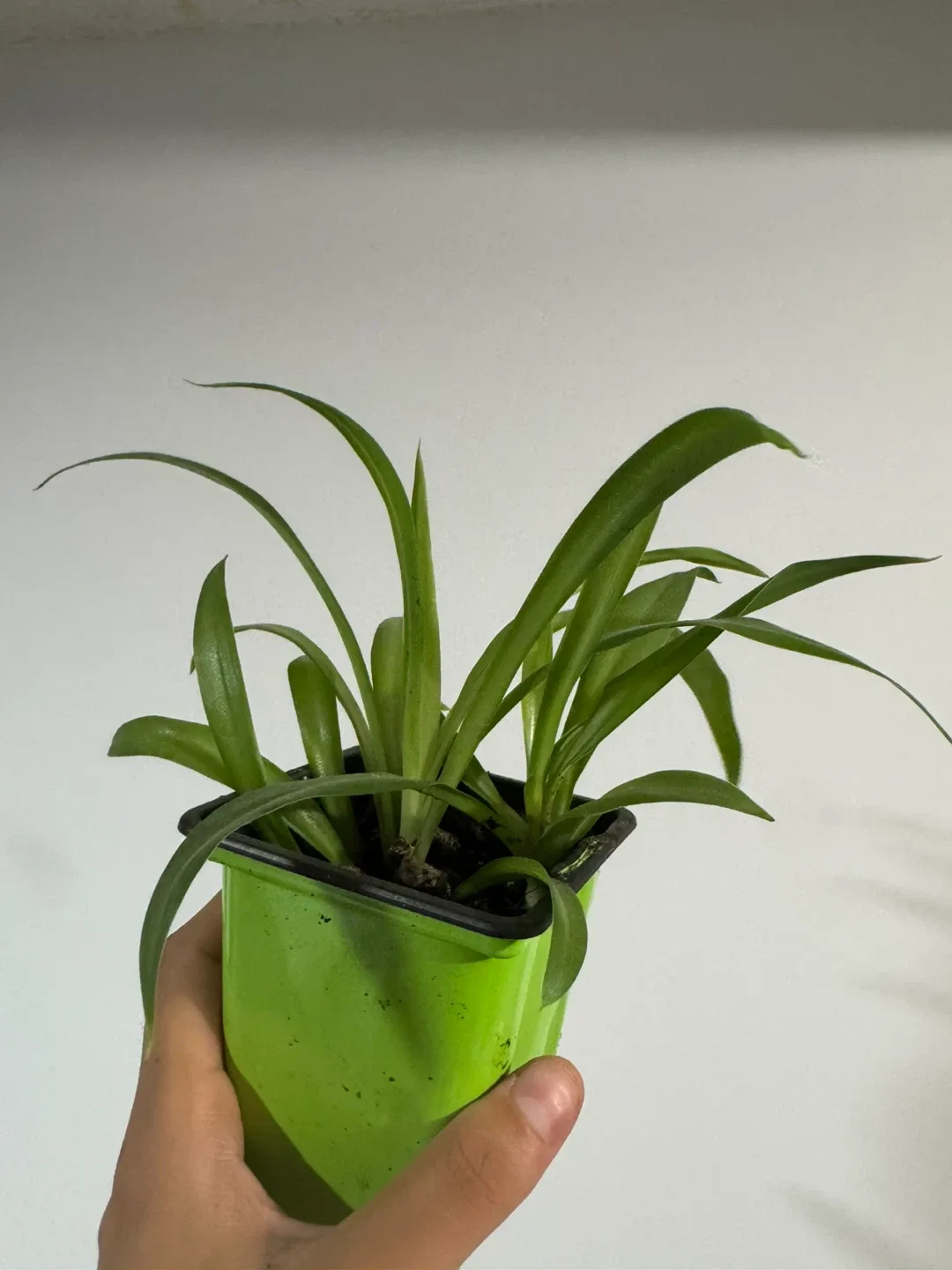 Spider plants for sale 🥕 image indicator(6)