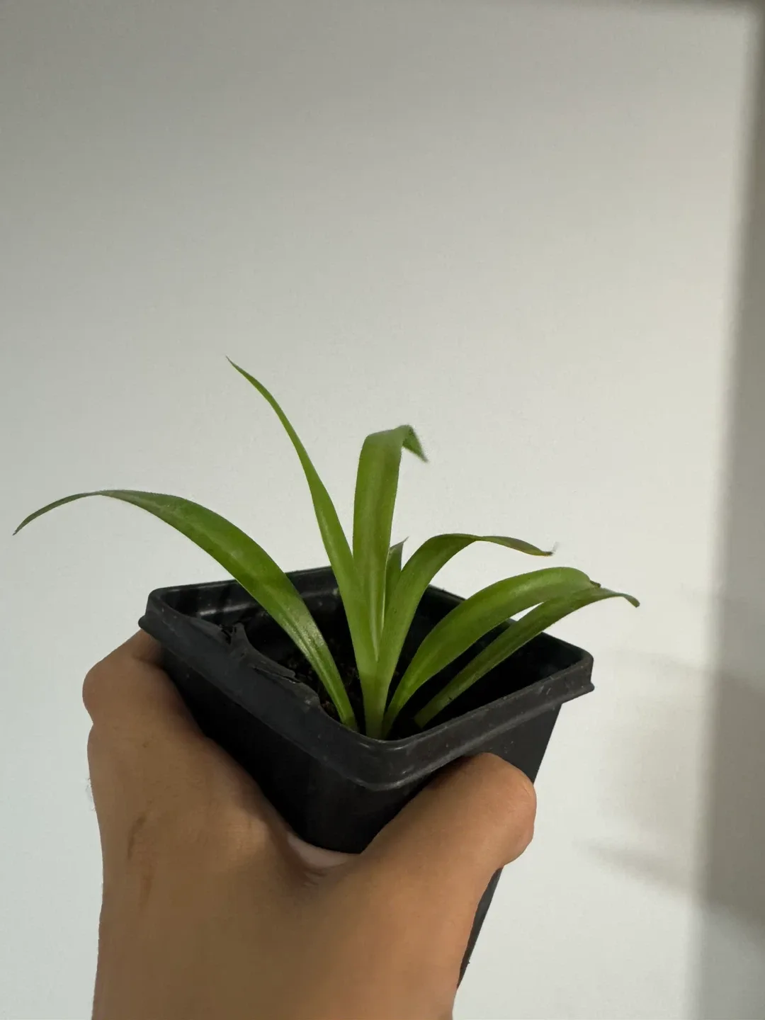 Spider plants for sale 🥕 image indicator(5)