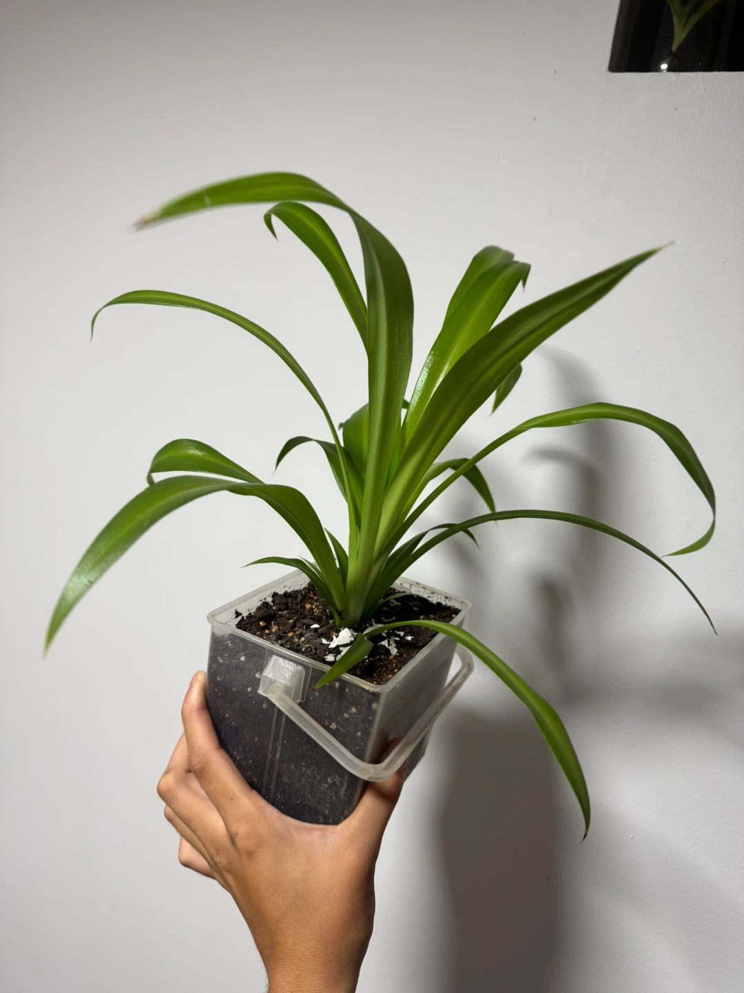 Spider plants for sale 🥕 - photo 2