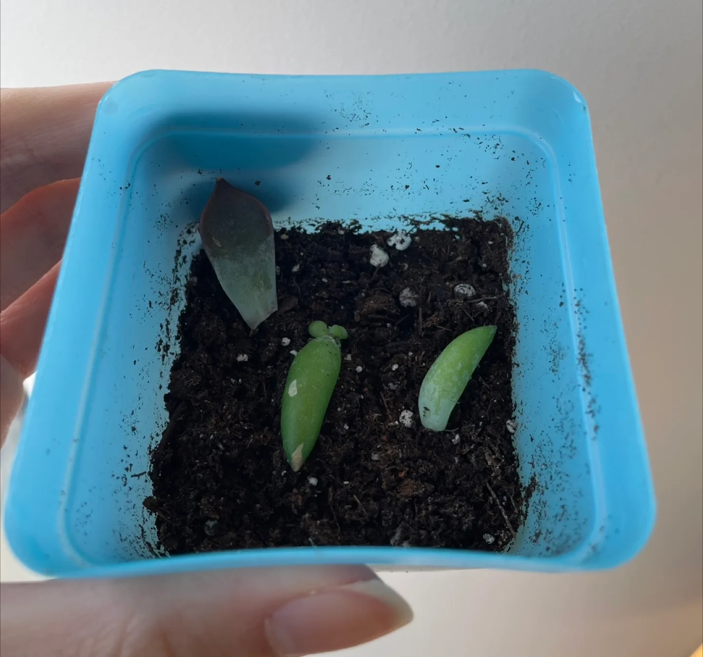 Succulents thumbnail