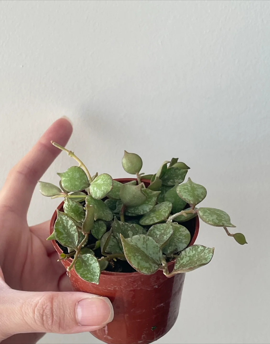 Hoya Curtisii plant image indicator(2)