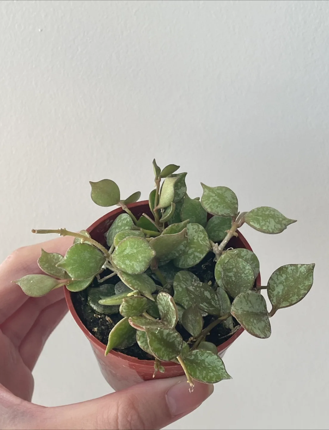 Hoya Curtisii plant thumbnail
