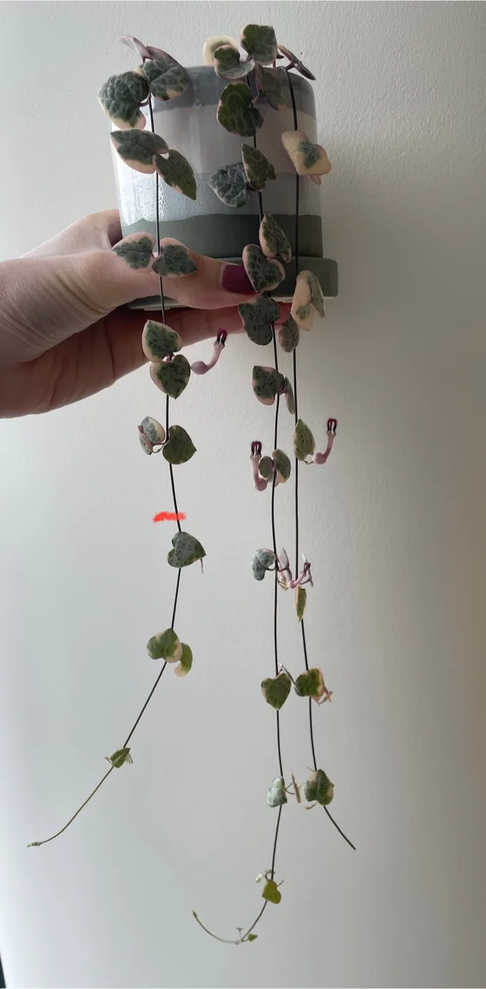 Variegated String of Hearts Cuttings image indicator(2)