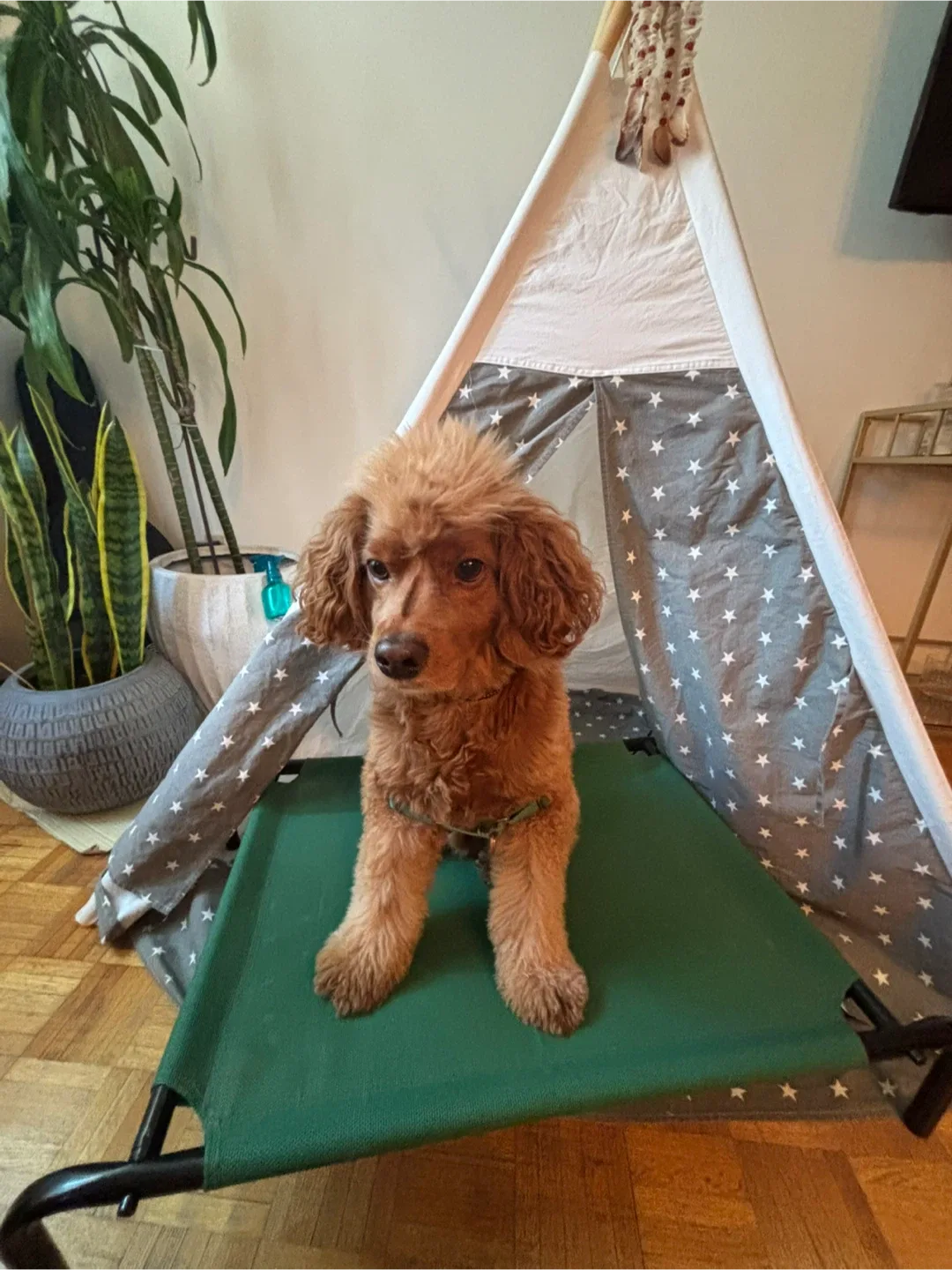 Dog bed elevated thumbnail