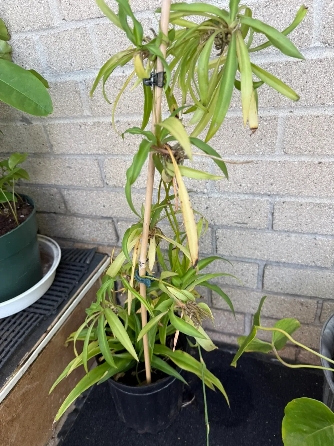 Potted Plant thumbnail