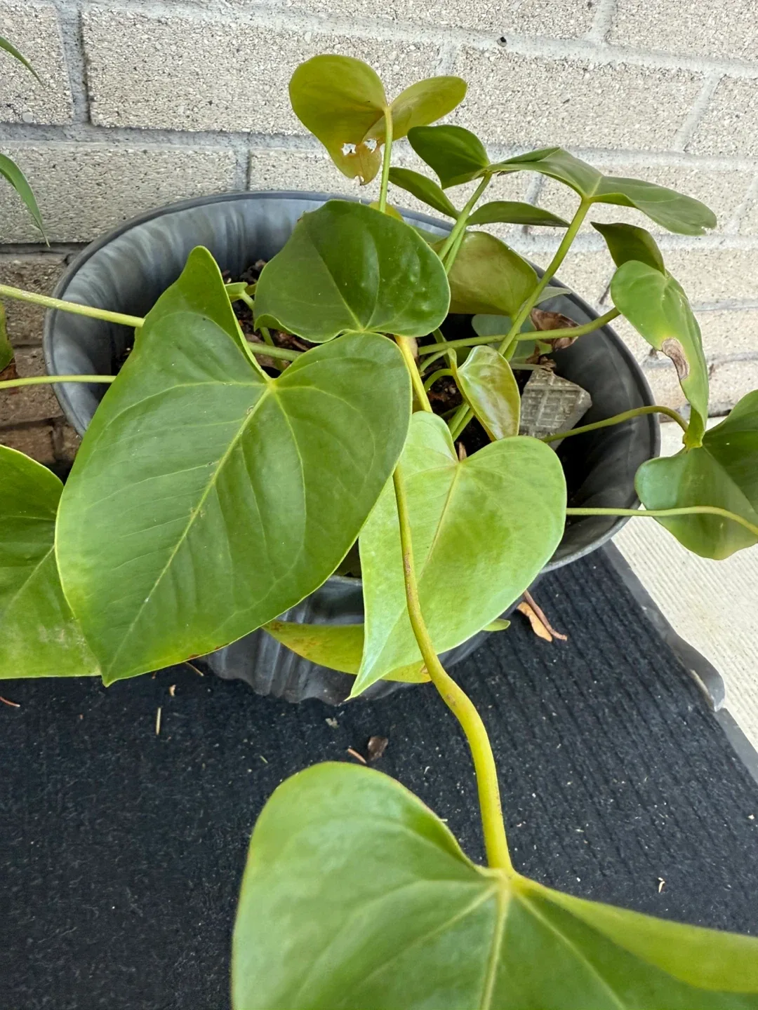Potted Anthurium Plant thumbnail