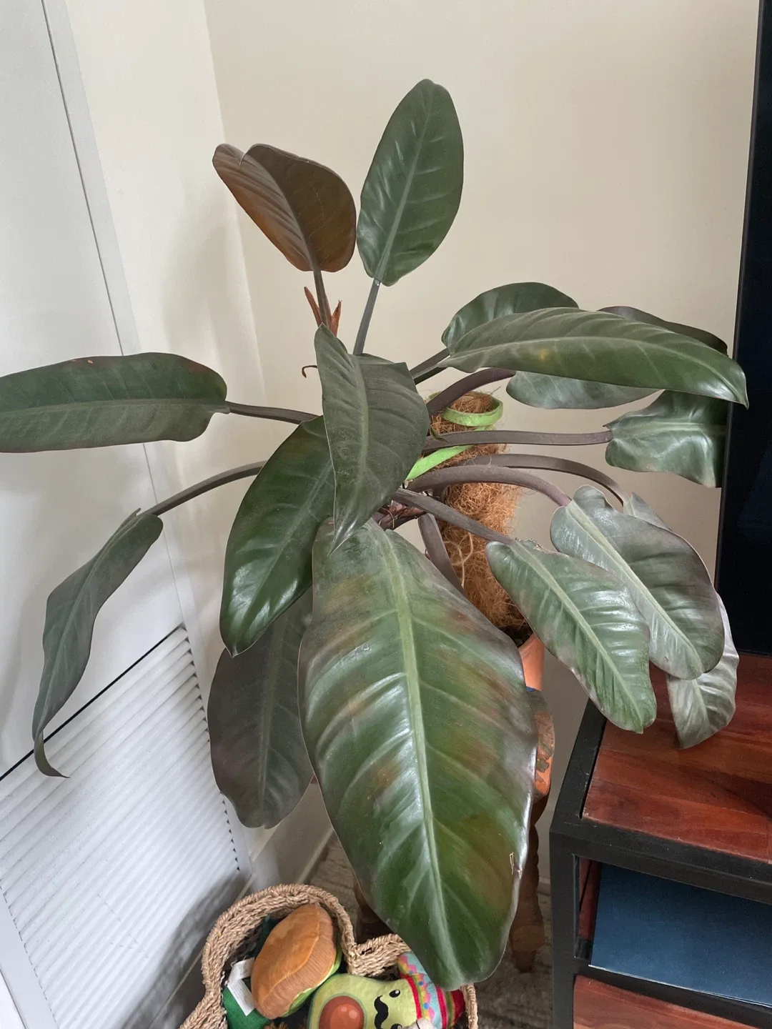 Potted Philodendron Plant- Red Congo thumbnail