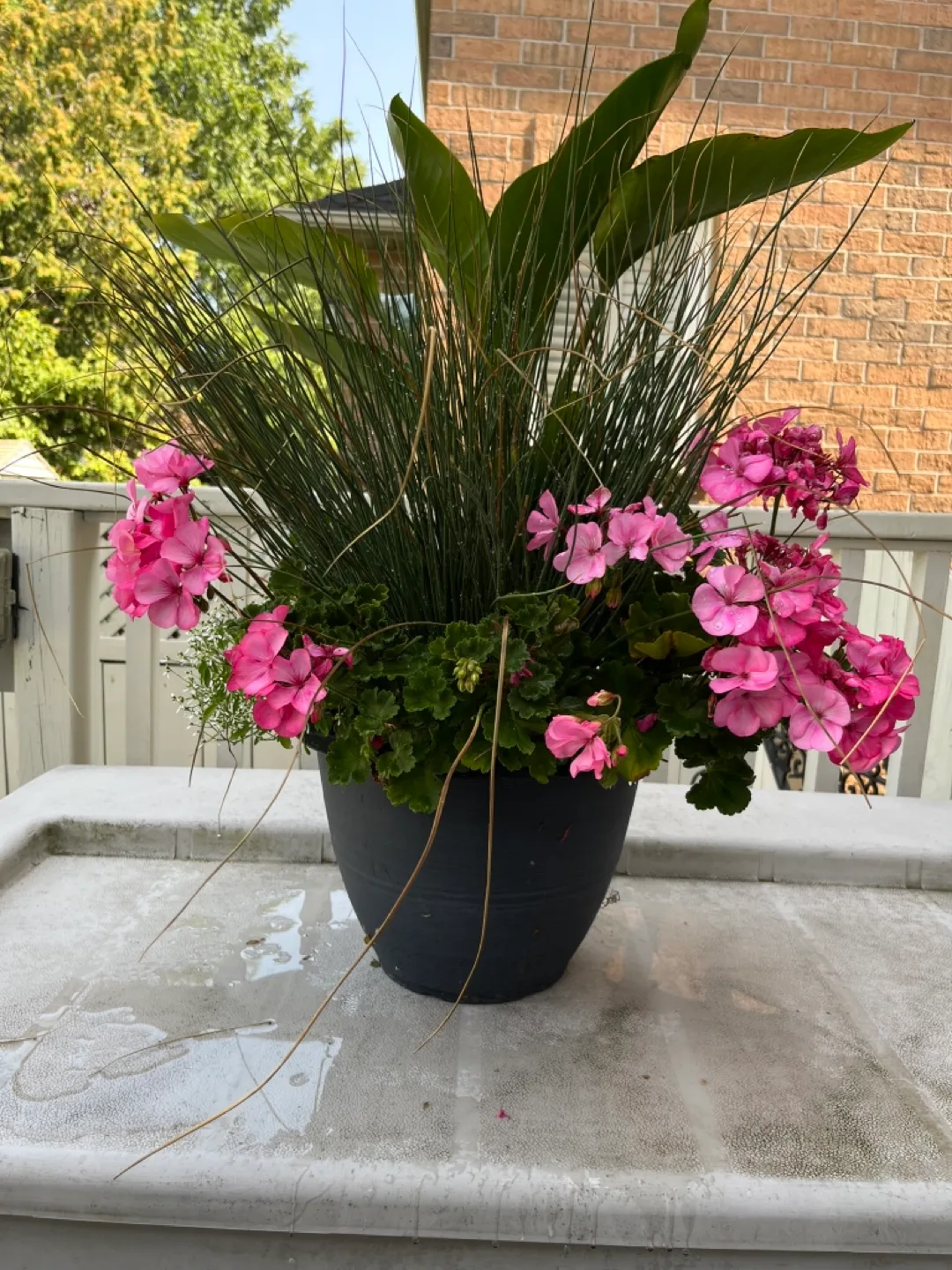 Potted Pink Geraniums & White bird of paradise thumbnail