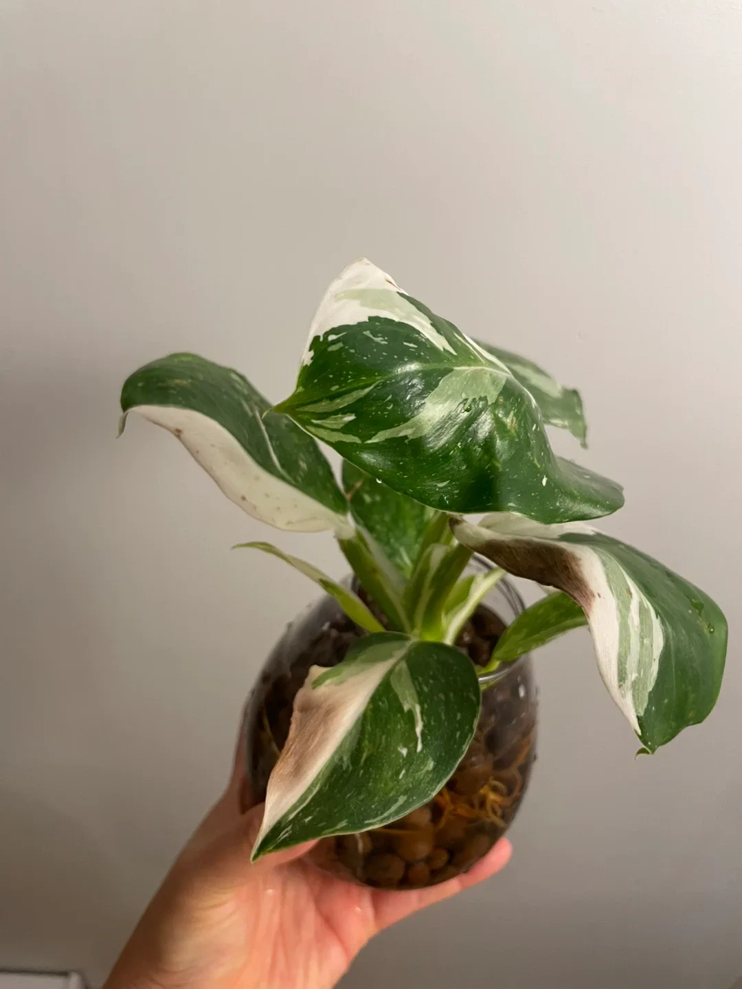 Philodendron White Wizard Plant image indicator(2)