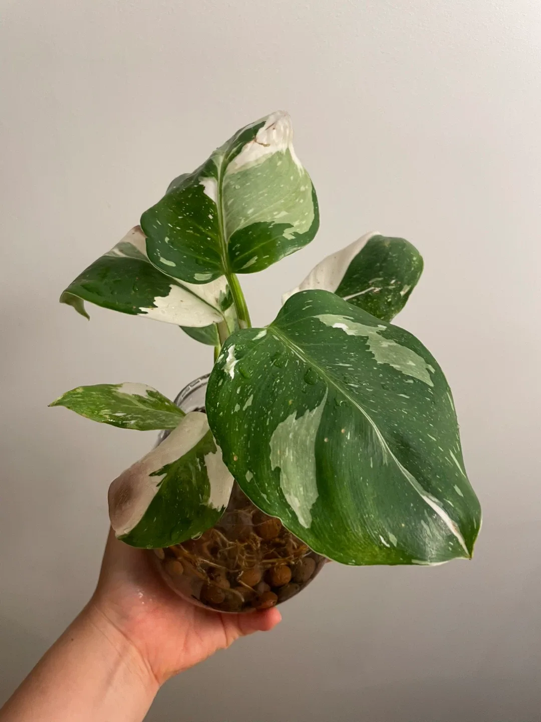 Philodendron White Wizard Plant image indicator(4)