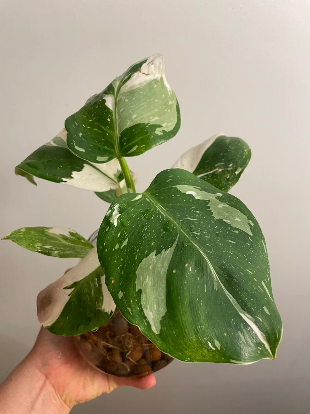 Philodendron White Wizard Plant image indicator(3)