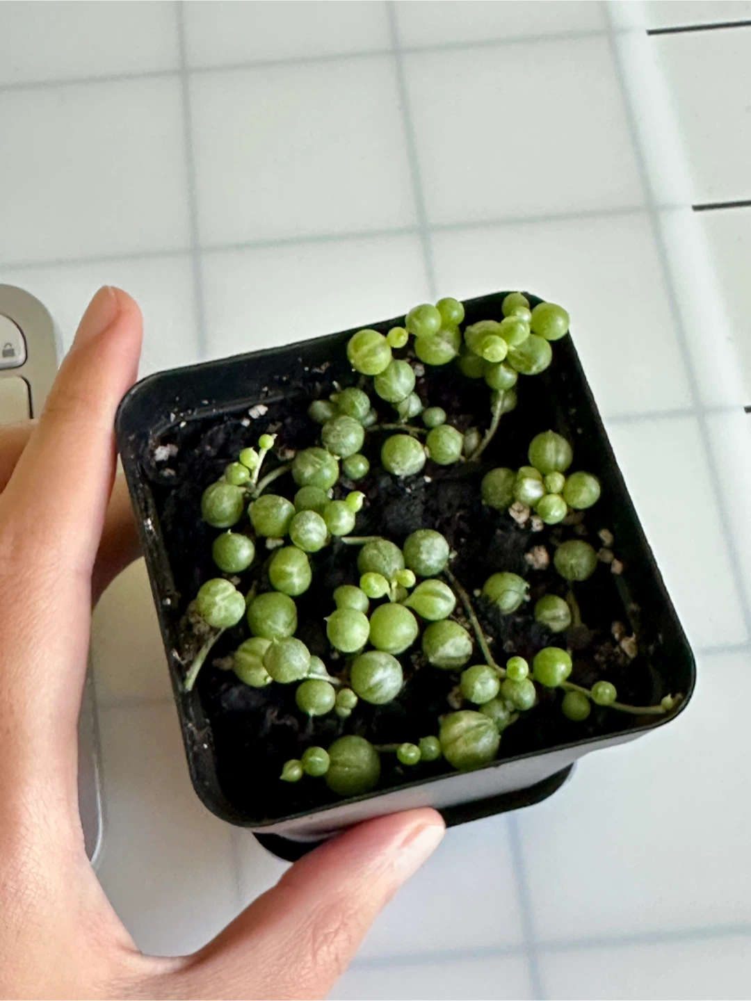 Variegated String of Pearls (Senecio Marble) Plant - photo 5