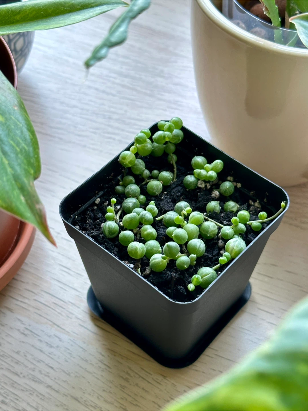 Variegated String of Pearls (Senecio Marble) Plant - photo 2