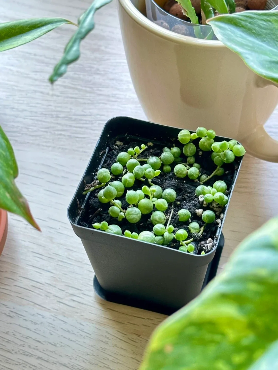 Variegated String of Pearls (Senecio Marble) Plant