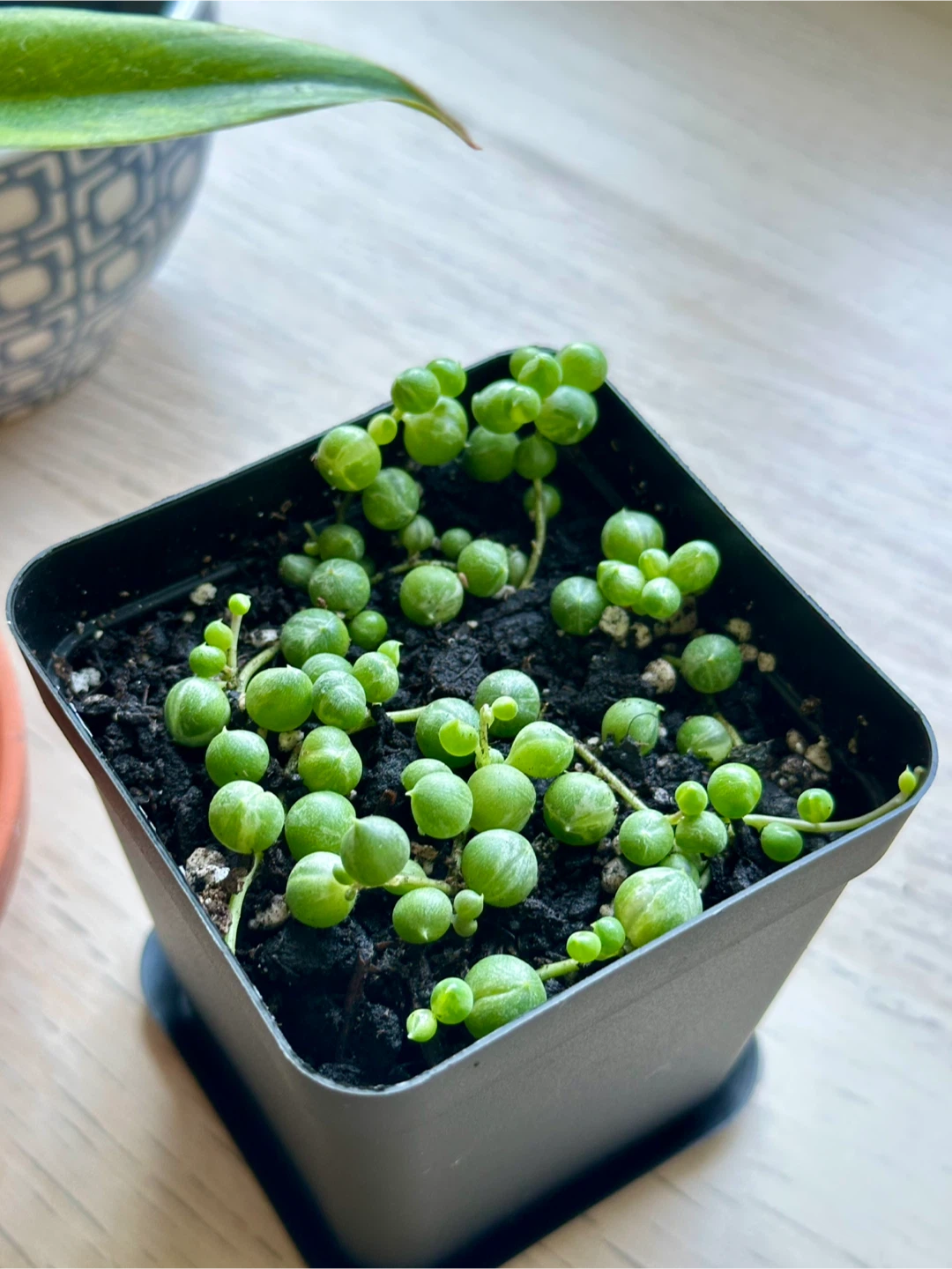 Variegated String of Pearls (Senecio Marble) Plant - photo 3