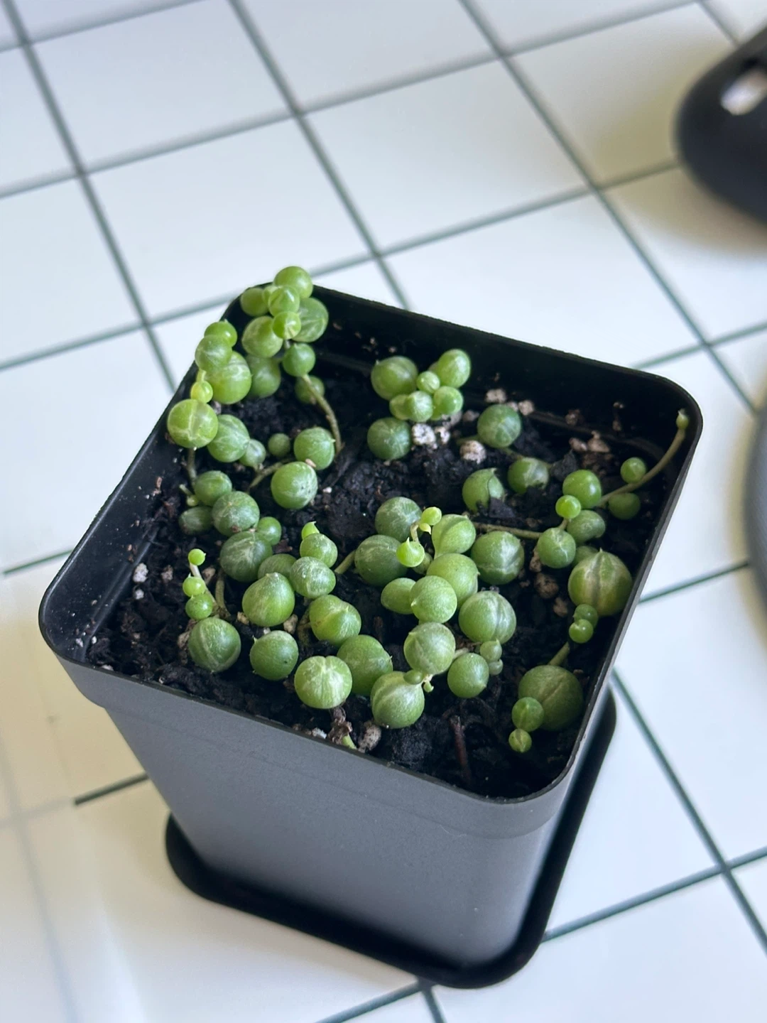 Variegated String of Pearls (Senecio Marble) Plant - photo 4