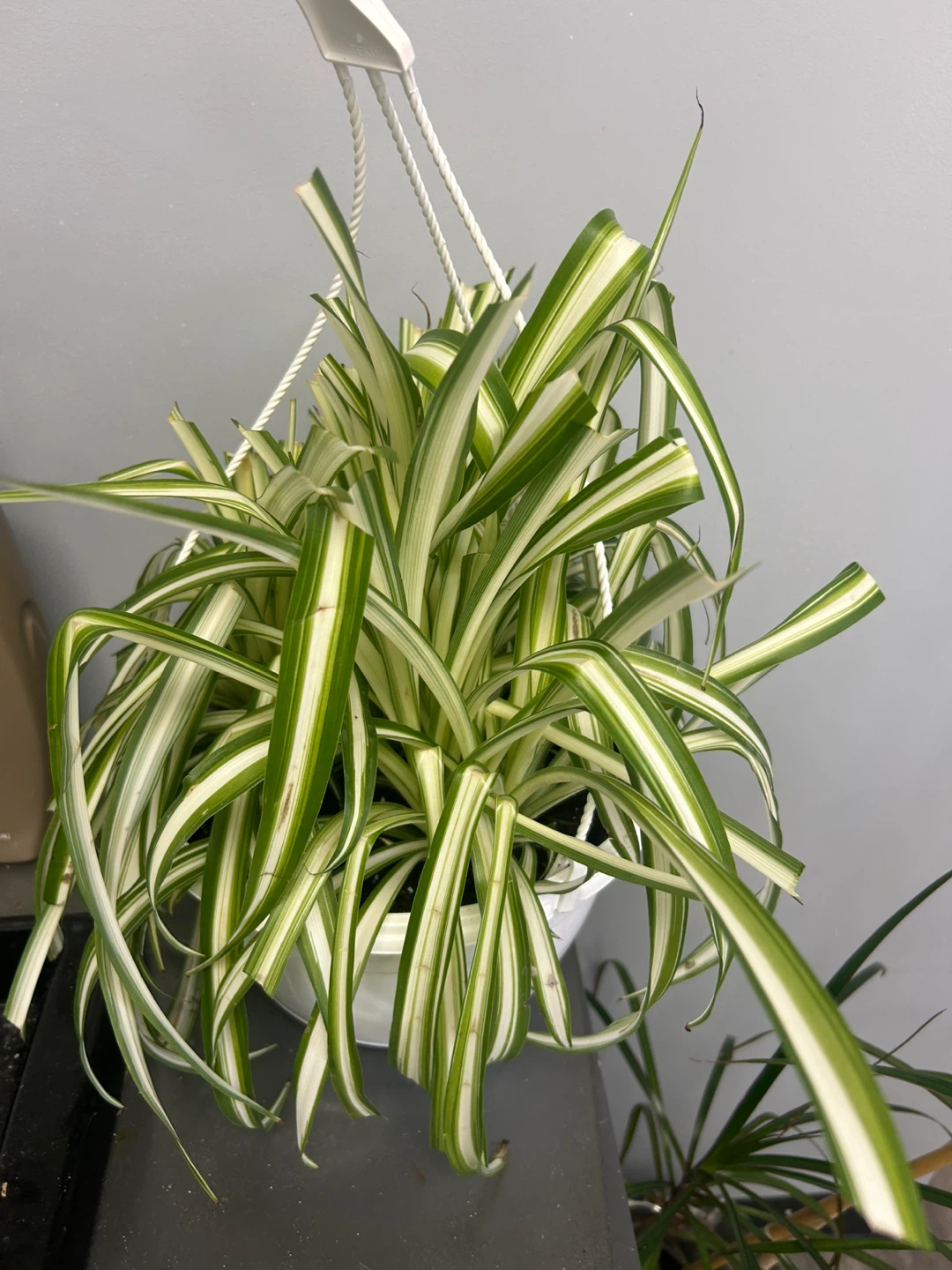 Home Plant