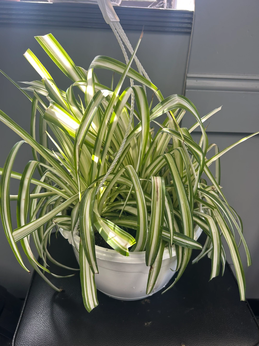 Home Plant - photo 2