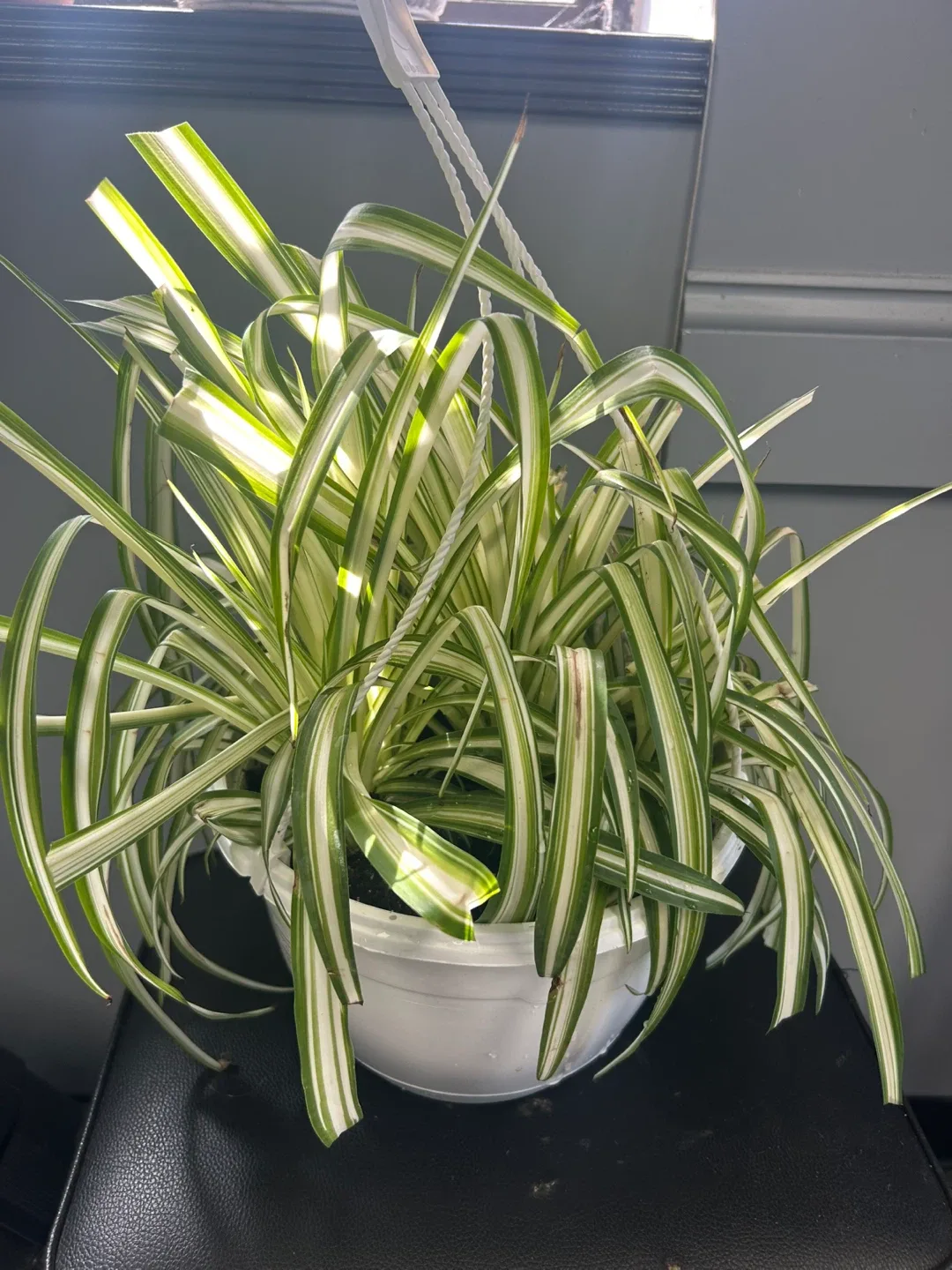 Home Plant image indicator(2)
