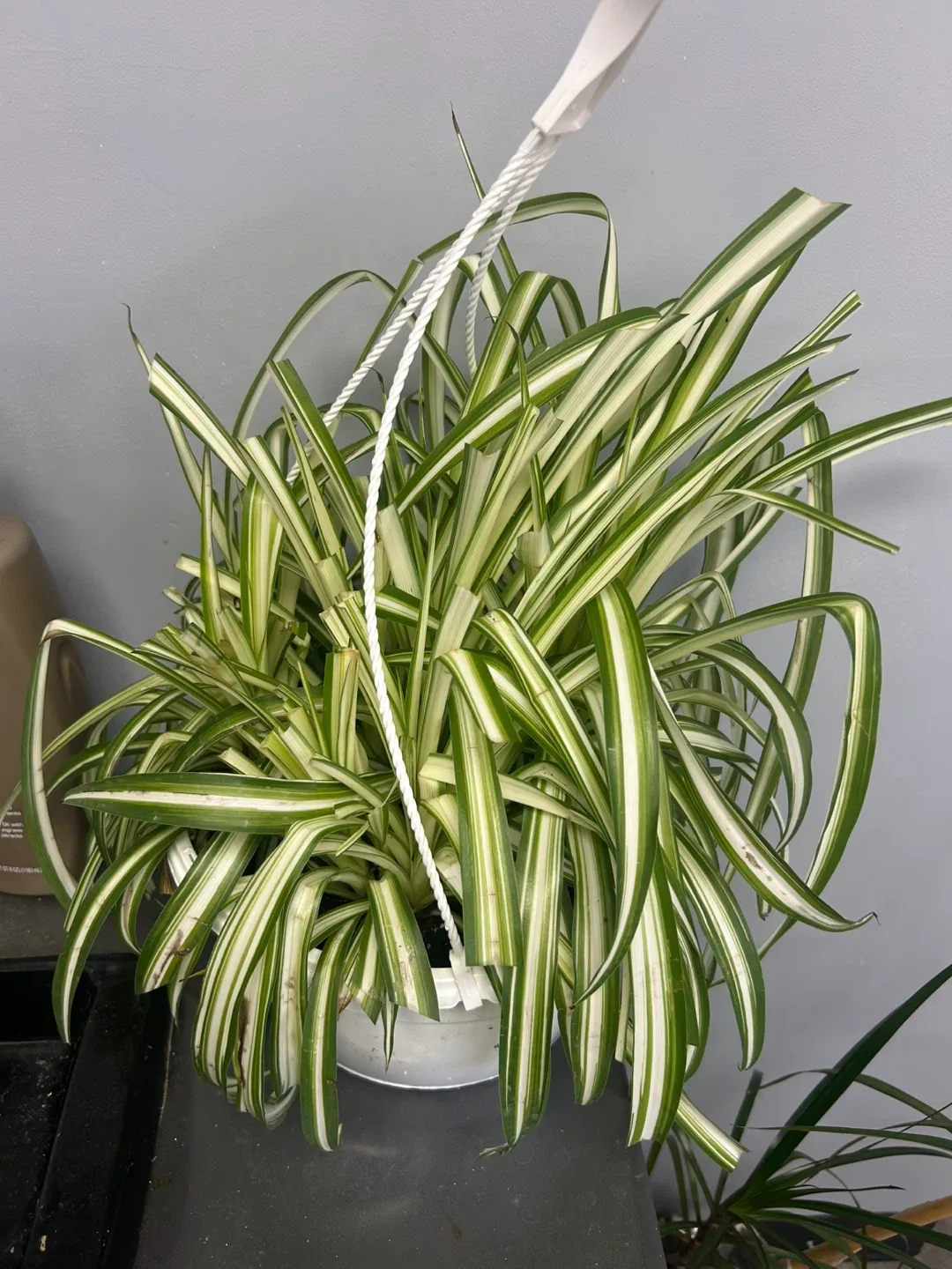 Home Plant image indicator(3)