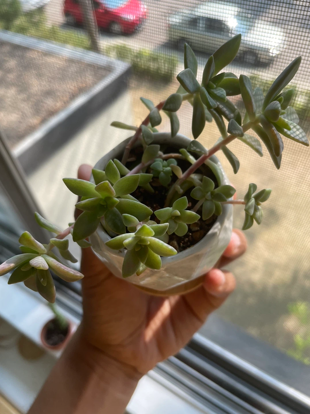 Potted Succulent Plant