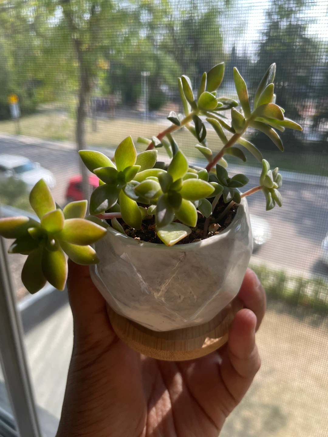 Potted Succulent Plant - photo 2