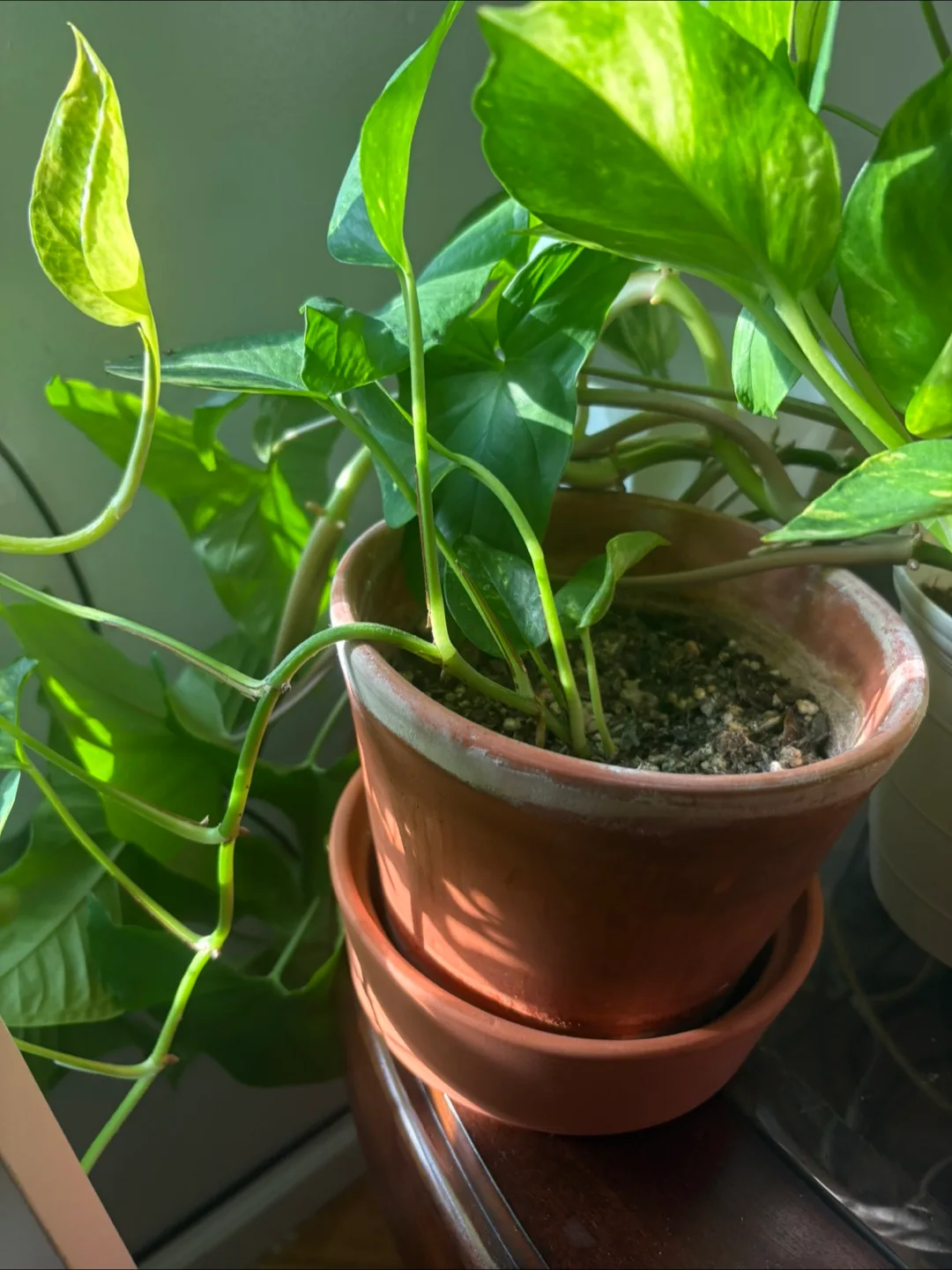 Multiple Potted Golden Pothos Plants w/Pots image indicator(4)