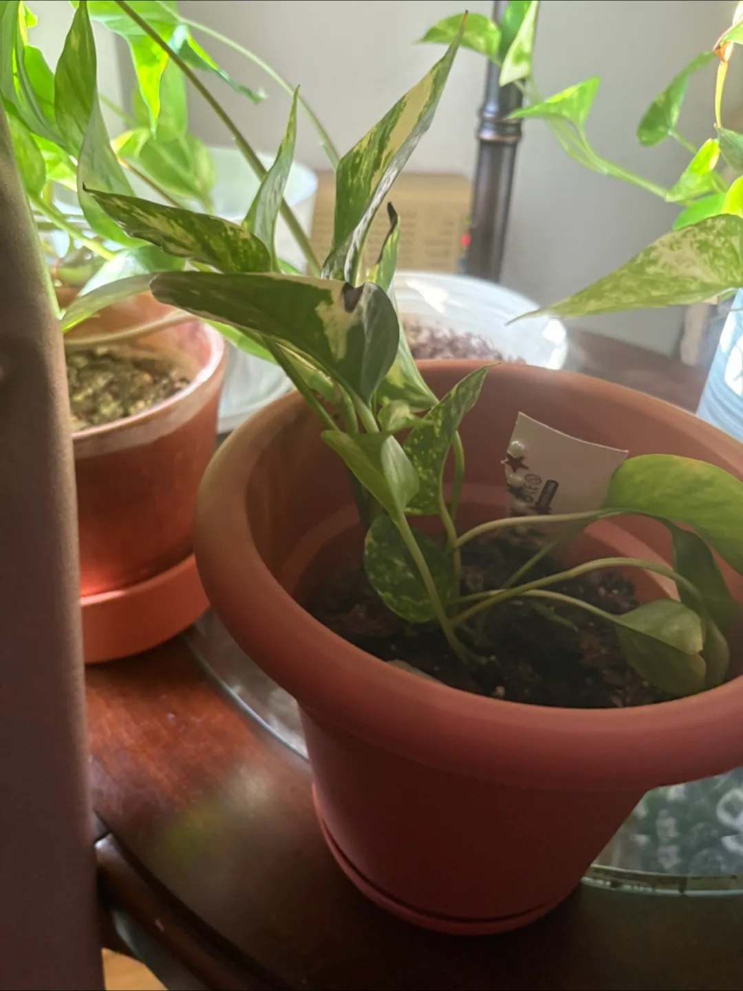 Multiple Potted Golden Pothos Plants w/Pots image indicator(5)