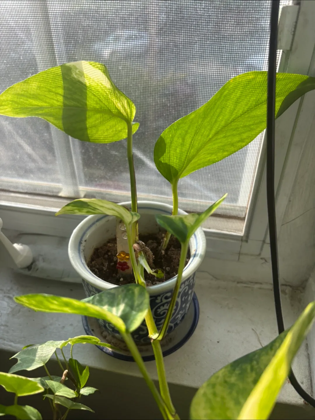 Multiple Potted Golden Pothos Plants w/Pots image indicator(2)