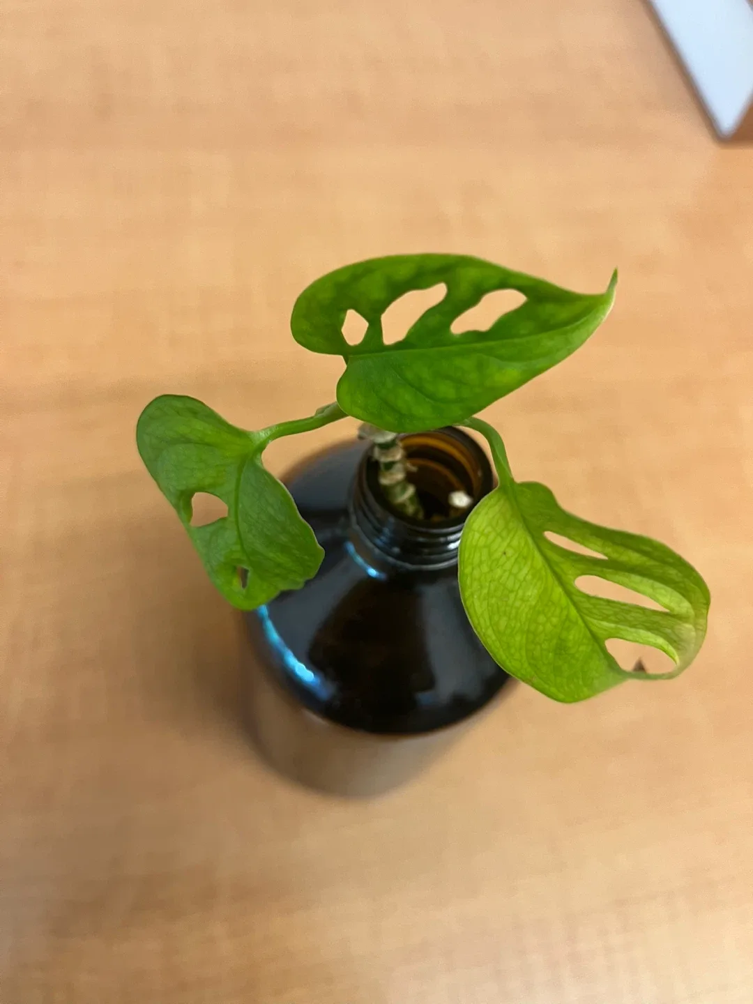 Swiss Cheese Plant in Brown Vase