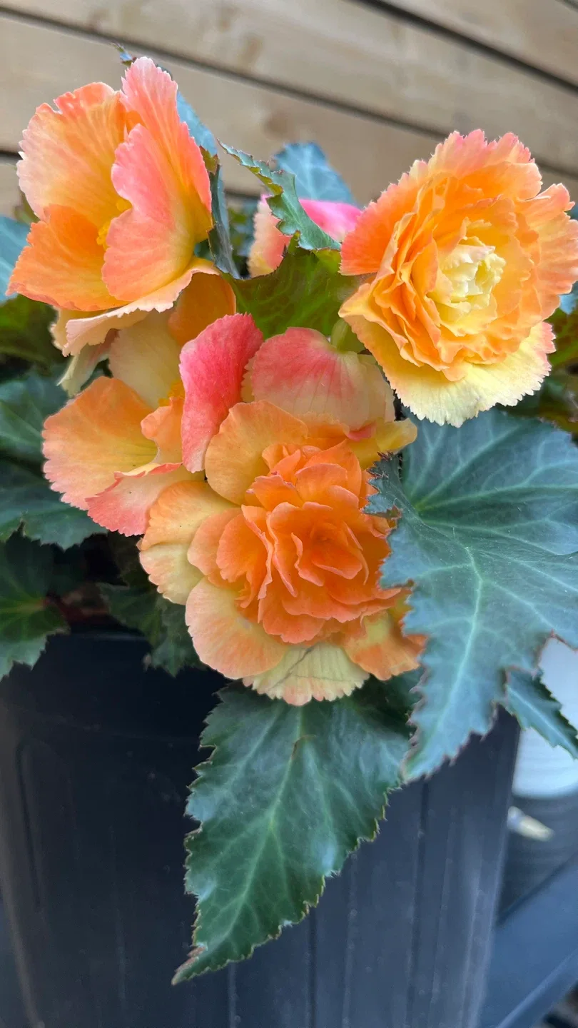 Potted Orange Begonia Plant. Big pot. thumbnail