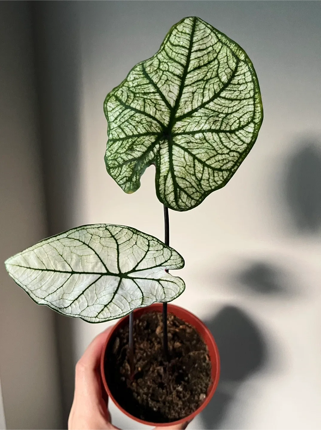 Caladium 'Candidum Senior' in 4” pot thumbnail