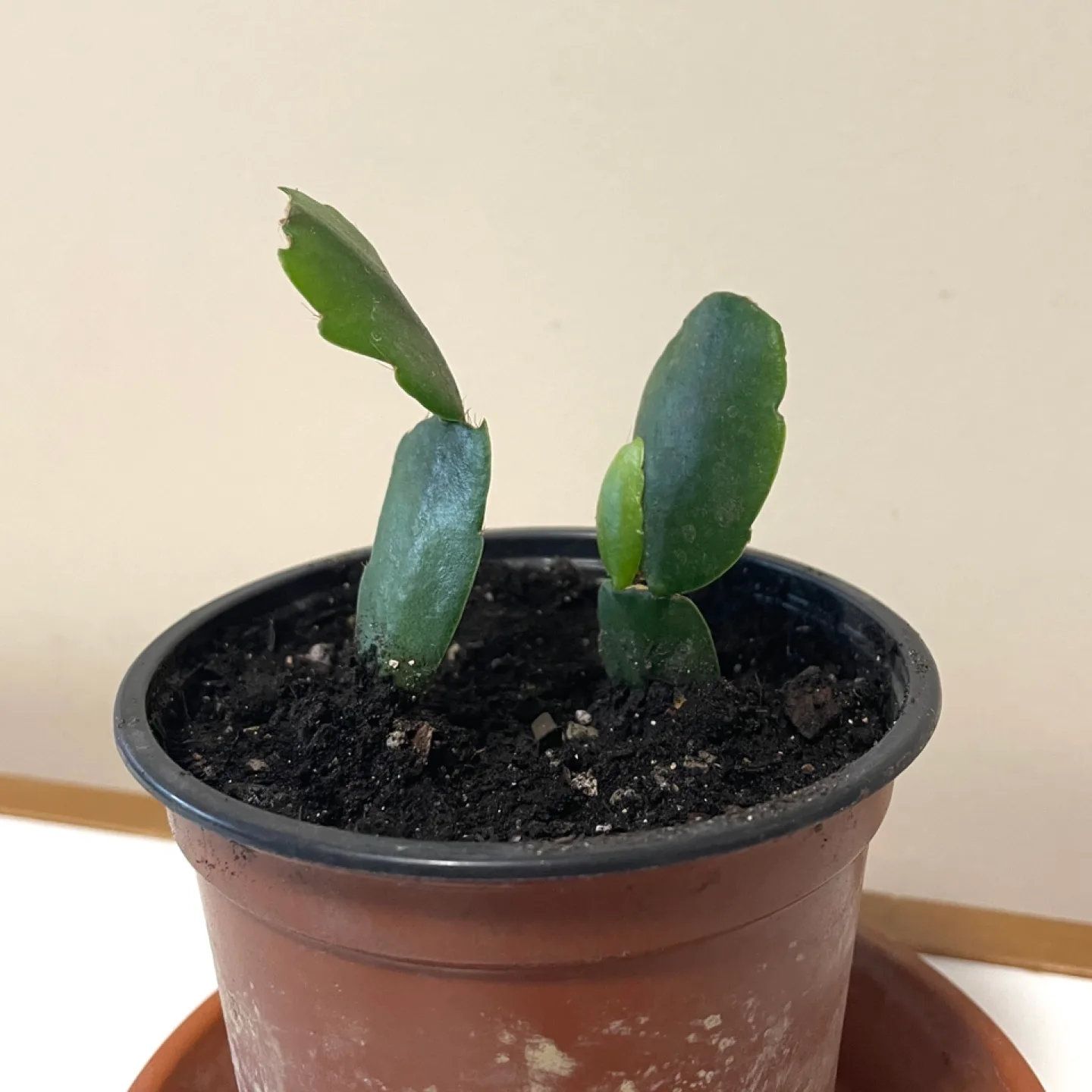 Christmas cactus thumbnail