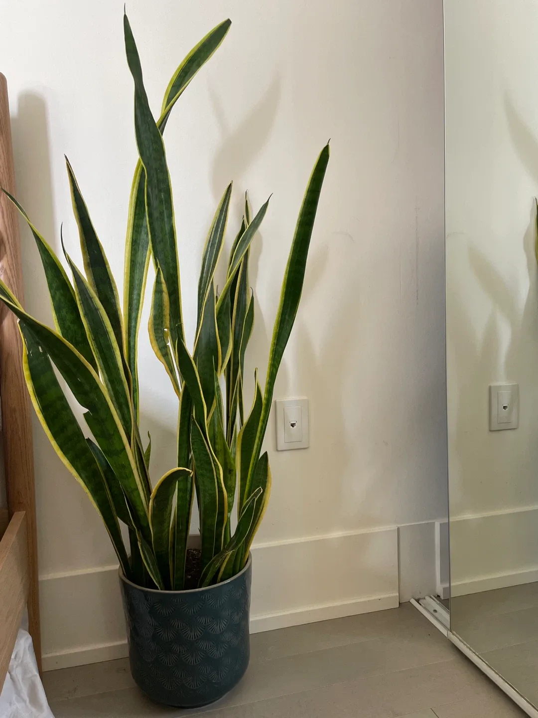 Snake plant in blue patterned pot thumbnail
