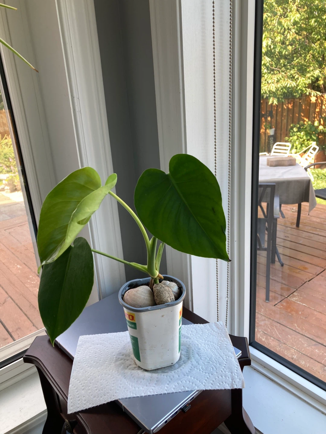 Monstera Deliciosa Plant - photo 3