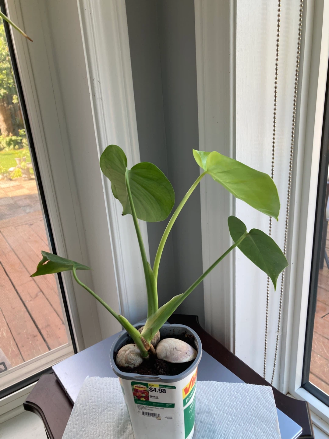 Monstera Deliciosa Plant
