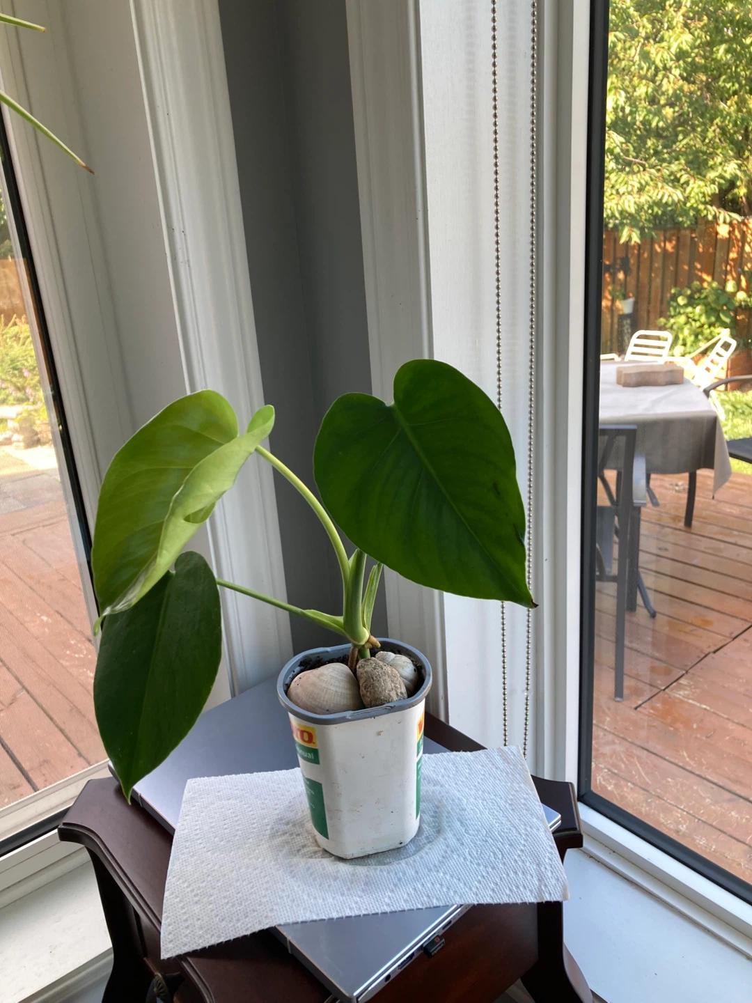 Monstera Deliciosa Plant - photo 2
