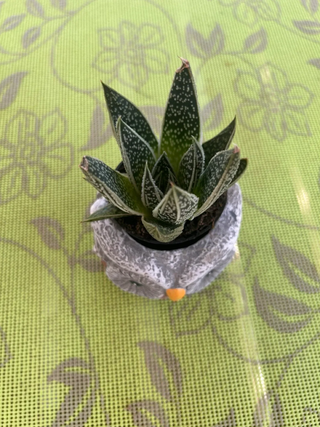 Haworthiopsis Fasciata or zebra plant image indicator(2)