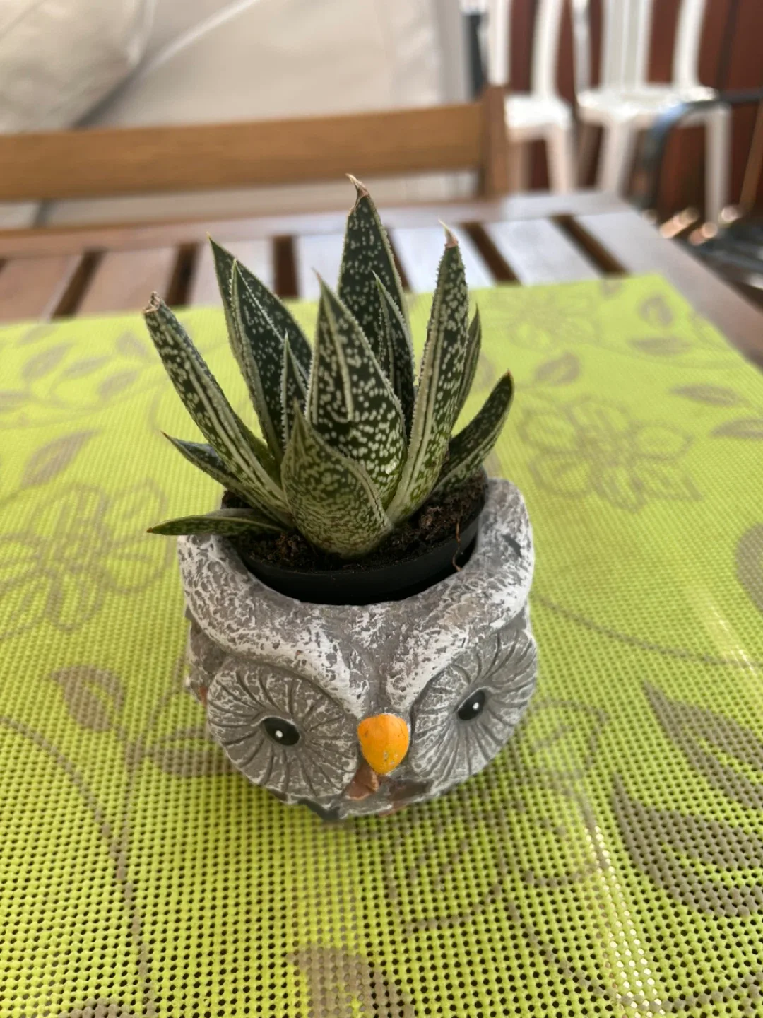 Haworthiopsis Fasciata or zebra plant image indicator(3)