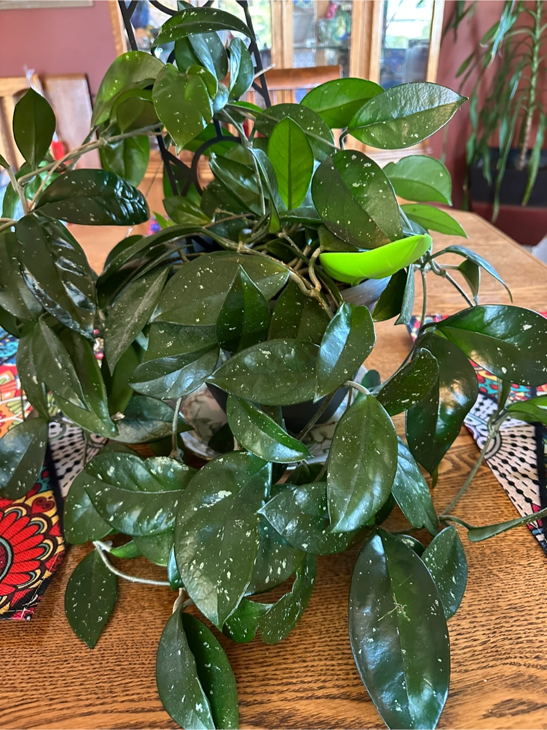 Large Hoya Carnosa