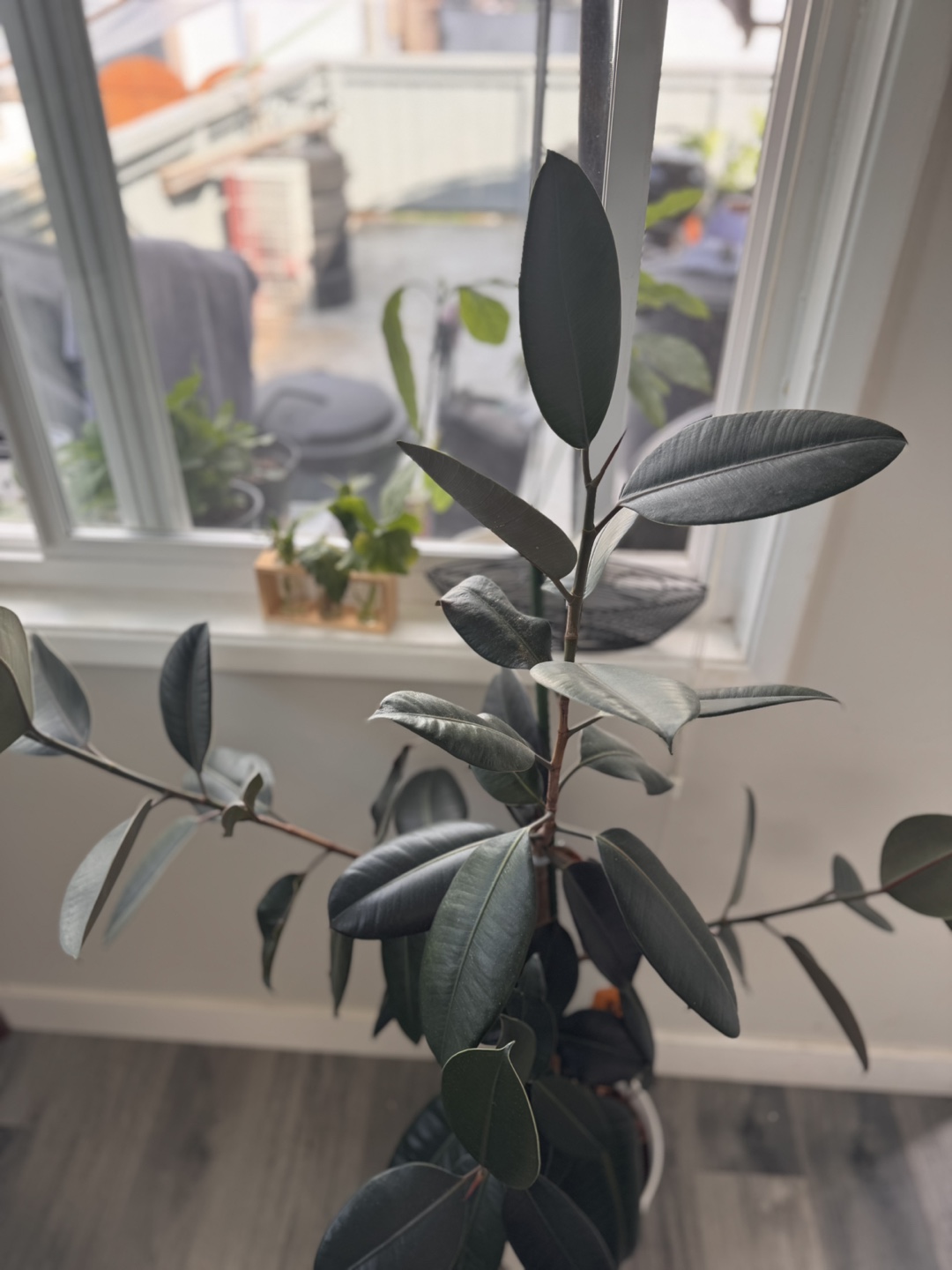 Rubber Plant - photo 2
